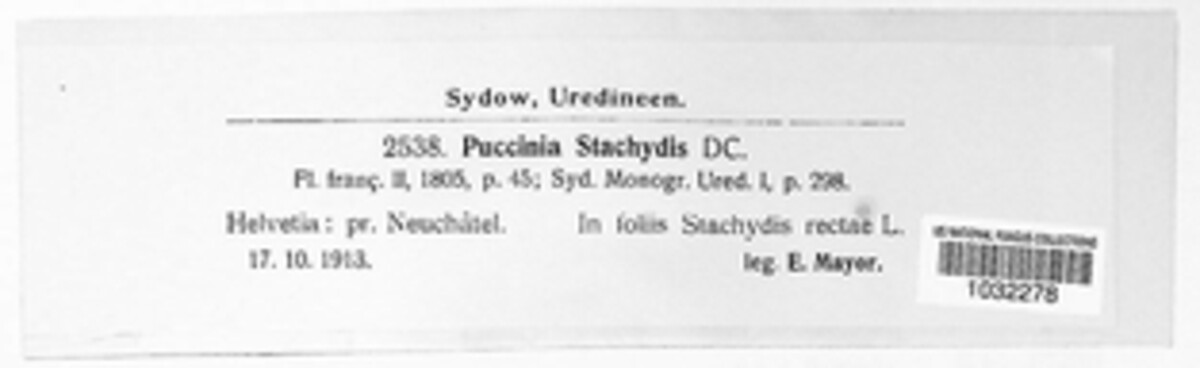 Puccinia stachydis image